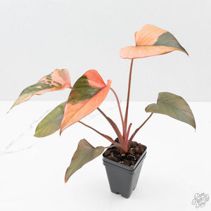 Homalomena cf. Aromatica (Spreng.) Variegated 'Pink Diamond' (wk38-L275)