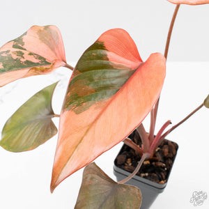 Homalomena cf. Aromatica (Spreng.) Variegated 'Pink Diamond' (wk38-L275)