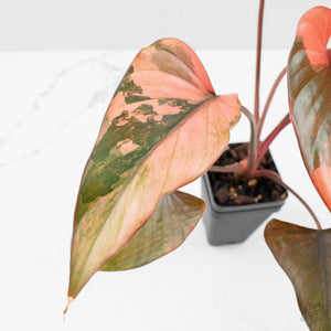 Homalomena cf. Aromatica (Spreng.) Variegated 'Pink Diamond' (wk38-L275)