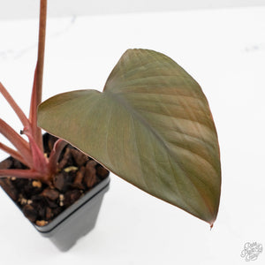 Homalomena cf. Aromatica (Spreng.) Variegated 'Pink Diamond' (wk38-L275)