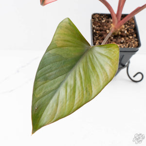 Homalomena cf. Aromatica (Spreng.) Variegated 'Pink Diamond' (wk27-H)