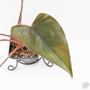 Homalomena cf. Aromatica (Spreng.) Variegated 'Pink Diamond' (wk27-H)