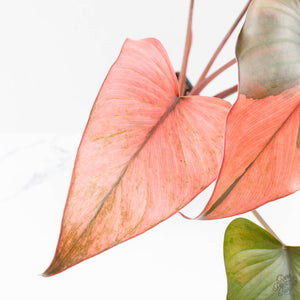 Homalomena cf. Aromatica (Spreng.) Variegated 'Pink Diamond' (wk27-H)