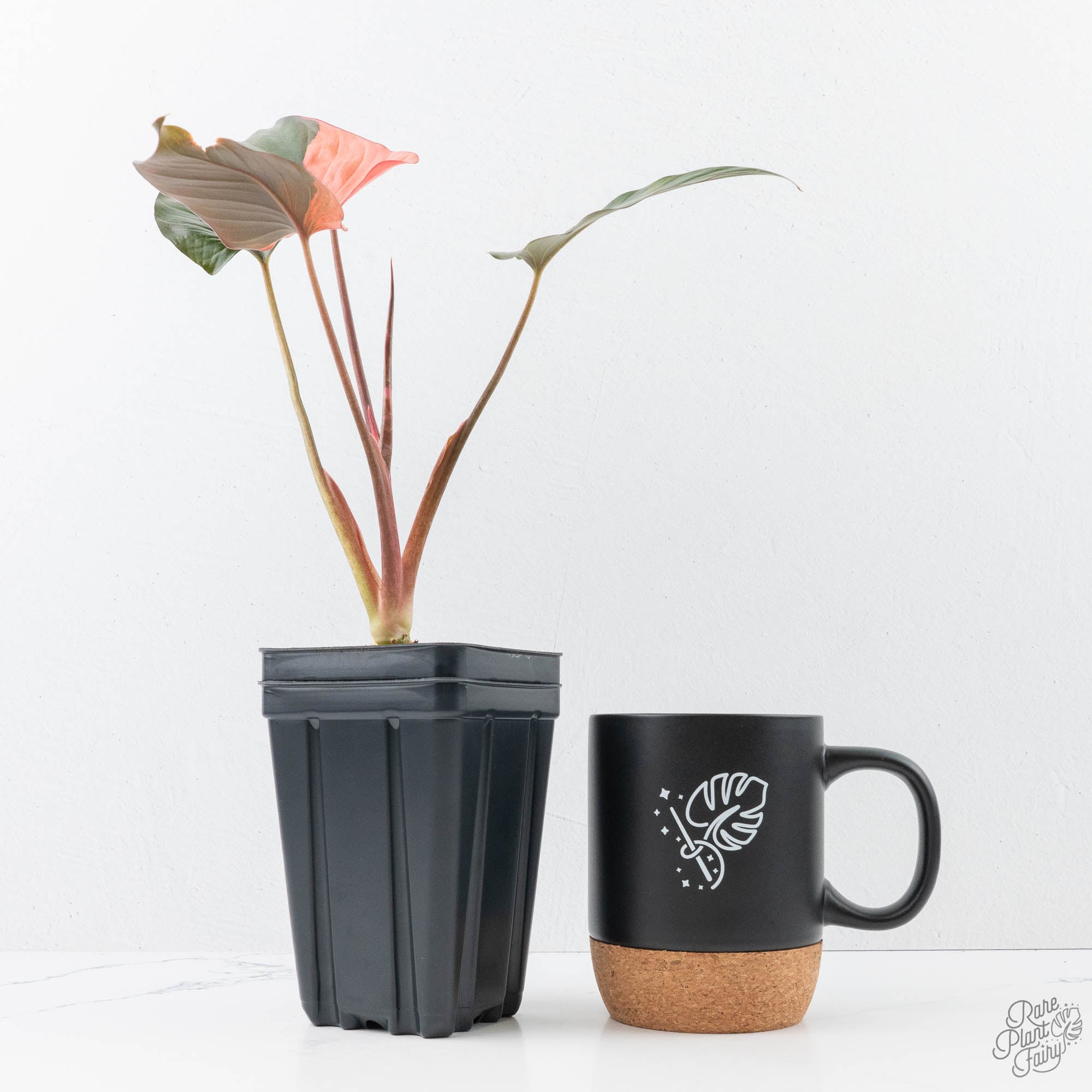 Homalomena – Rare Plant Fairy