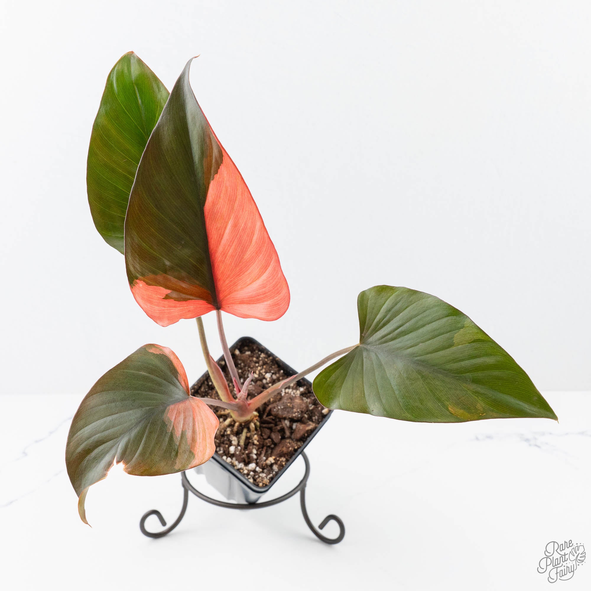 Homalomena – Rare Plant Fairy