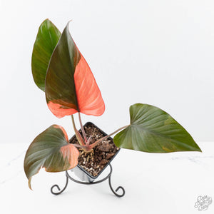 Homalomena cf. Aromatica (Spreng.) Variegated 'Pink Diamond' (wk21-M)