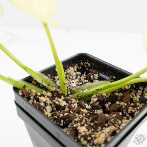 Homalomena Rubescens 'Mint Melon' (wk15-H)