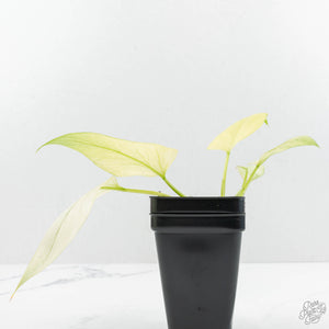 Homalomena Rubescens 'Mint Melon' (wk15-H)