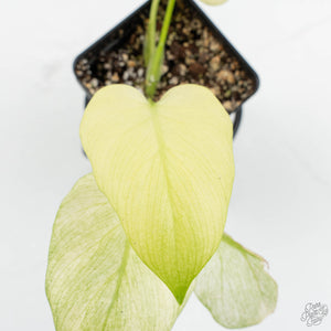 Homalomena Rubescens 'Mint Melon' (wk15-H)