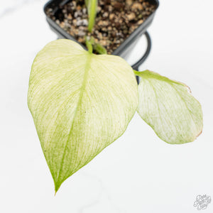 Homalomena Rubescens 'Mint Melon' (wk15-H)