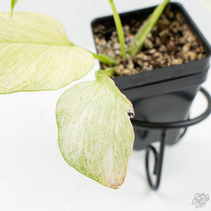 Homalomena Rubescens 'Mint Melon' (wk15-H)