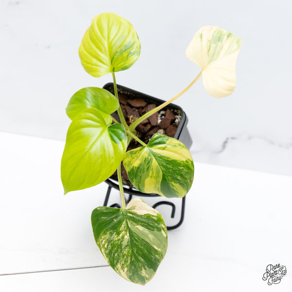 Homalomena Rubescens Aurea Variegated (wk42-E)