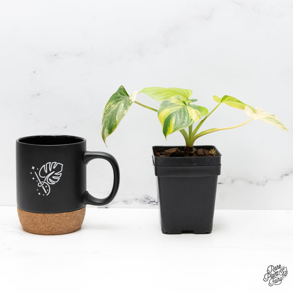 Homalomena Rubescens Aurea Variegated (wk42-E)