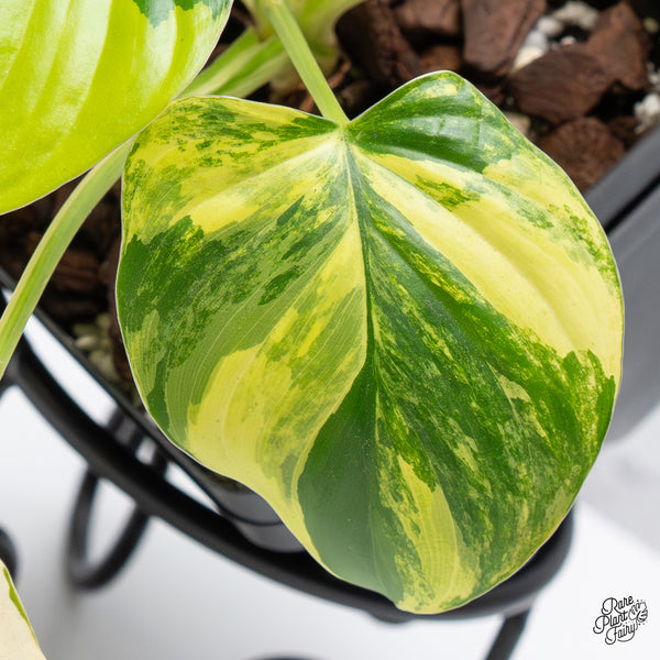 Homalomena Rubescens Aurea Variegated (wk42-E)