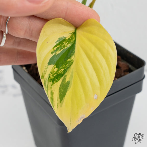 Homalomena Rubescens Aurea Variegated (wk1-N)