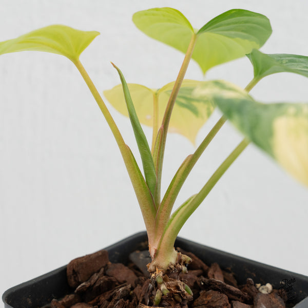 Homalomena Rubescens Aurea Variegated (wk1-N)