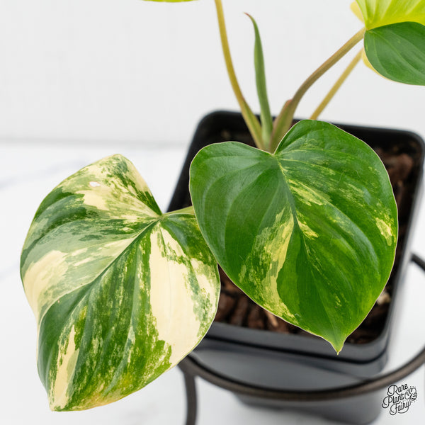 Homalomena Rubescens Aurea Variegated (wk1-N)