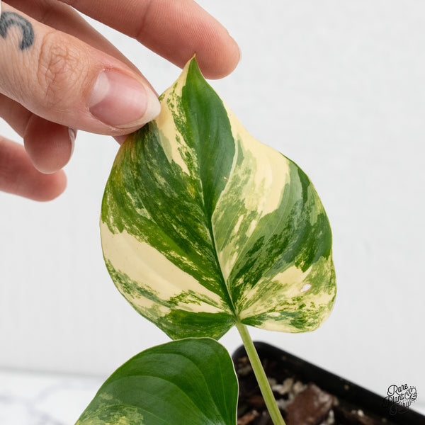 Homalomena Rubescens Aurea Variegated (wk1-N)