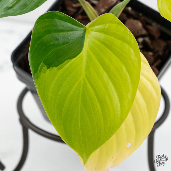 Homalomena Rubescens Aurea Variegated (wk1-N)