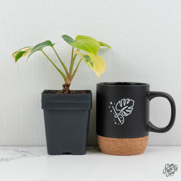 Homalomena Rubescens Aurea Variegated (wk1-N)