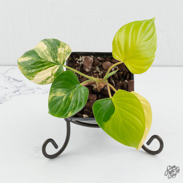 Homalomena Rubescens Aurea Variegated (wk1-N)