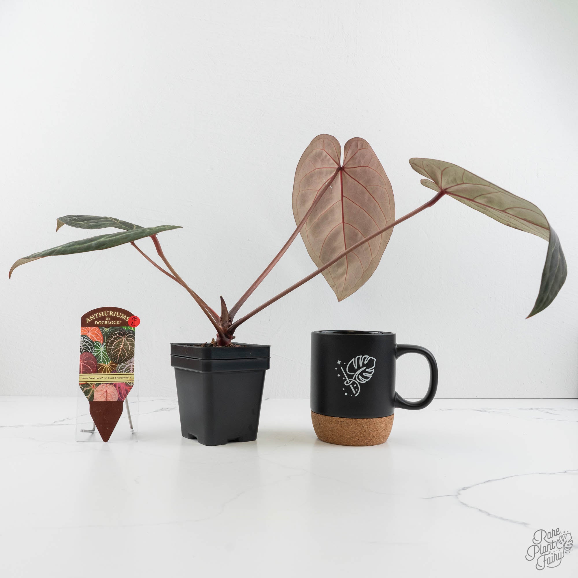 anthurium l Anthurium Home, Sweet Home '32' x Dark & Handsome '9' by DocBlock (wk18-L)