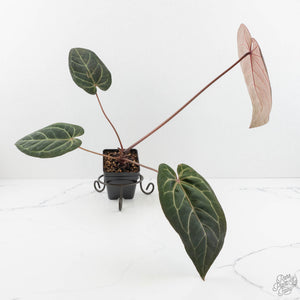 Anthurium Home, Sweet Home '32' x Dark & Handsome '9' by DocBlock® (wk18-L)