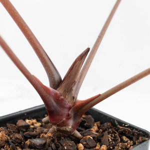 Anthurium Home, Sweet Home '32' x Dark & Handsome '9' by DocBlock® (wk18-L)
