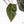 Anthurium Home, Sweet Home '32' x Dark & Handsome '9' by DocBlock® (wk18-T)