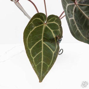Anthurium Home, Sweet Home '32' x Dark & Handsome '9' by DocBlock® (wk18-T)