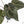 Anthurium Home, Sweet Home '32' x Dark & Handsome '9' by DocBlock® (wk18-T)