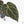 Anthurium Home, Sweet Home '32' x Dark & Handsome '9' by DocBlock® (wk18-T)