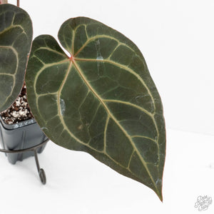 Anthurium Home, Sweet Home '32' x Dark & Handsome '9' by DocBlock® (wk18-T)