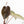 Anthurium Home, Sweet Home '32' x Dark & Handsome '9' by DocBlock® (wk18-T)