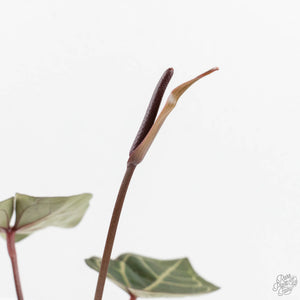 Anthurium Home, Sweet Home '32' x Dark & Handsome '9' by DocBlock® (wk18-T)