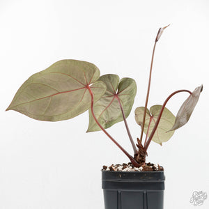 Anthurium Home, Sweet Home '32' x Dark & Handsome '9' by DocBlock® (wk18-T)