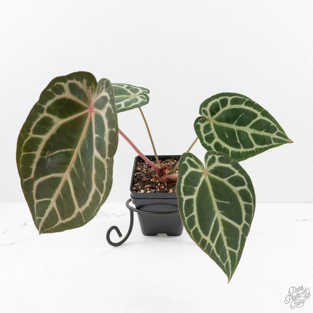 anthurium dave& 39 Anthurium Home, Sweet Home '32' x Dark & Handsome '9' by DocBlock® (wk19-N)