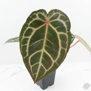Anthurium Home, Sweet Home '32' x Dark & Handsome '9' by DocBlock® (wk19-N)