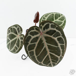 Anthurium Home, Sweet Home '32' x Dark & Handsome '9' by DocBlock® (wk19-O)