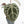 Anthurium Home, Sweet Home '32' x Dark & Handsome '9' by DocBlock® (wk19-O)