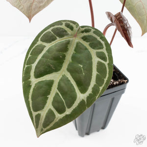 Anthurium Home, Sweet Home '32' x Dark & Handsome '9' by DocBlock® (wk19-O)