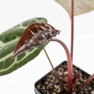 Anthurium Home, Sweet Home '32' x Dark & Handsome '9' by DocBlock® (wk19-O)
