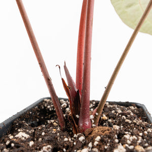 Anthurium Home, Sweet Home '32' x Dark & Handsome '9' by DocBlock® (wk19-O)