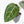 Anthurium Home, Sweet Home '32' x Dark & Handsome '9' by DocBlock® (wk19-P)