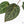 Anthurium Home, Sweet Home '32' x Dark & Handsome '9' by DocBlock® (wk19-P)