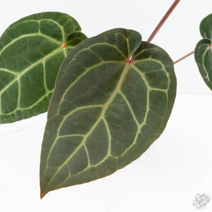 Anthurium Home, Sweet Home '32' x Dark & Handsome '9' by DocBlock® (wk19-P)