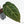 Anthurium Home, Sweet Home '32' x Dark & Handsome '9' by DocBlock® (wk19-P)