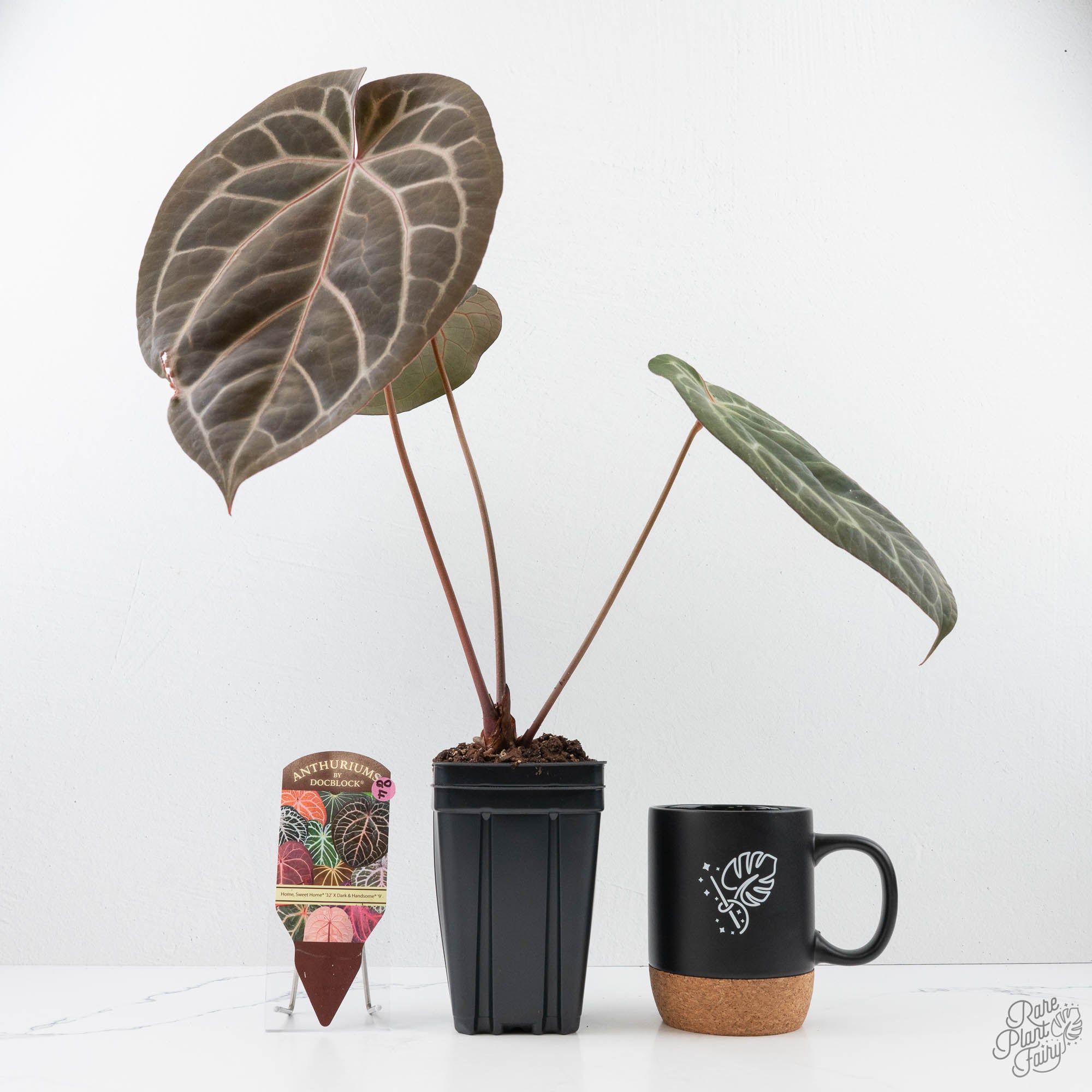 Anthuriums by DocBlock – Page 2 – Rare Plant Fairy
