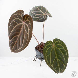 Anthurium Home, Sweet Home '32' x Dark & Handsome '9' by DocBlock® (wk20-F)