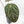 Anthurium Home, Sweet Home '32' x Dark & Handsome '9' by DocBlock® (wk20-F)